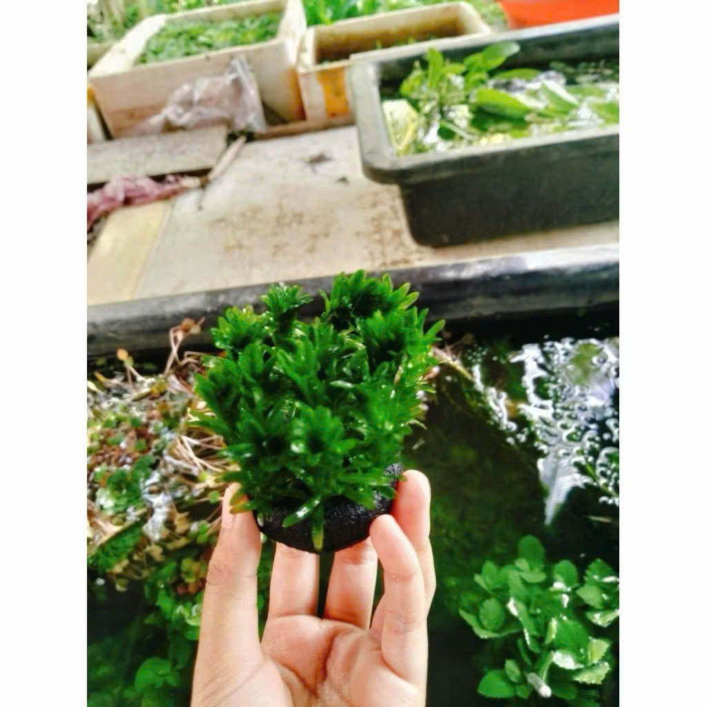 Cây rong đuôi chó giá thể 5 Cây rong đuôi chó giá thể - Ảnh 5