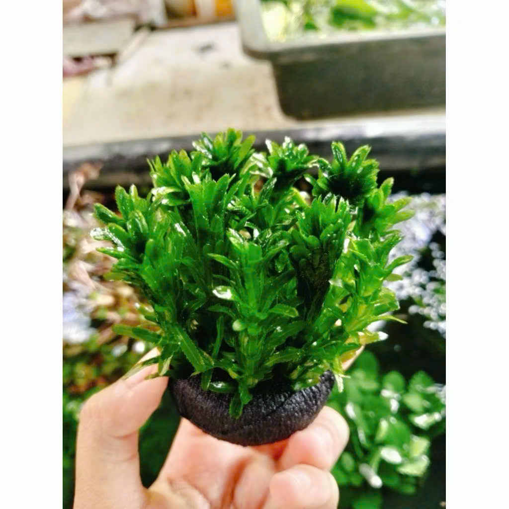 Cây rong đuôi chó giá thể 6 Cây rong đuôi chó giá thể - Ảnh 6