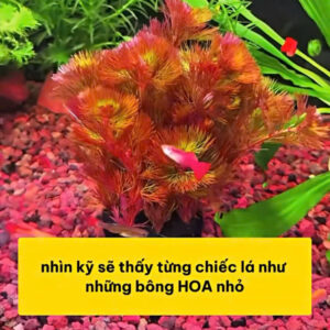 Cây rong la hán đỏ giá thể 9 rong la han do gan gia the