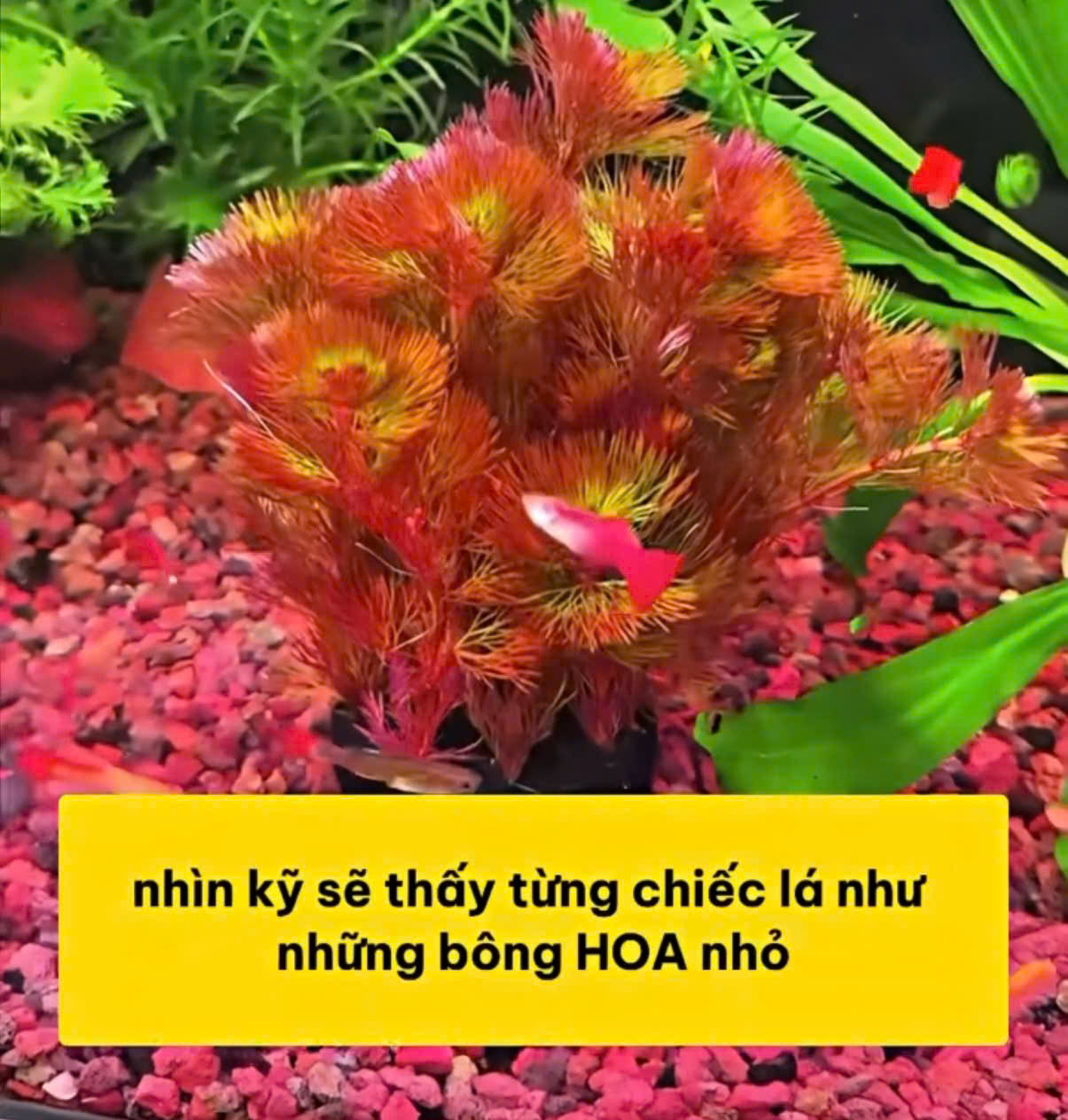 Cây rong la hán đỏ giá thể 3 Cây rong la hán đỏ giá thể - Ảnh 3