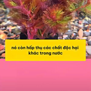 Cây rong la hán đỏ giá thể 13 rong la han do trong be