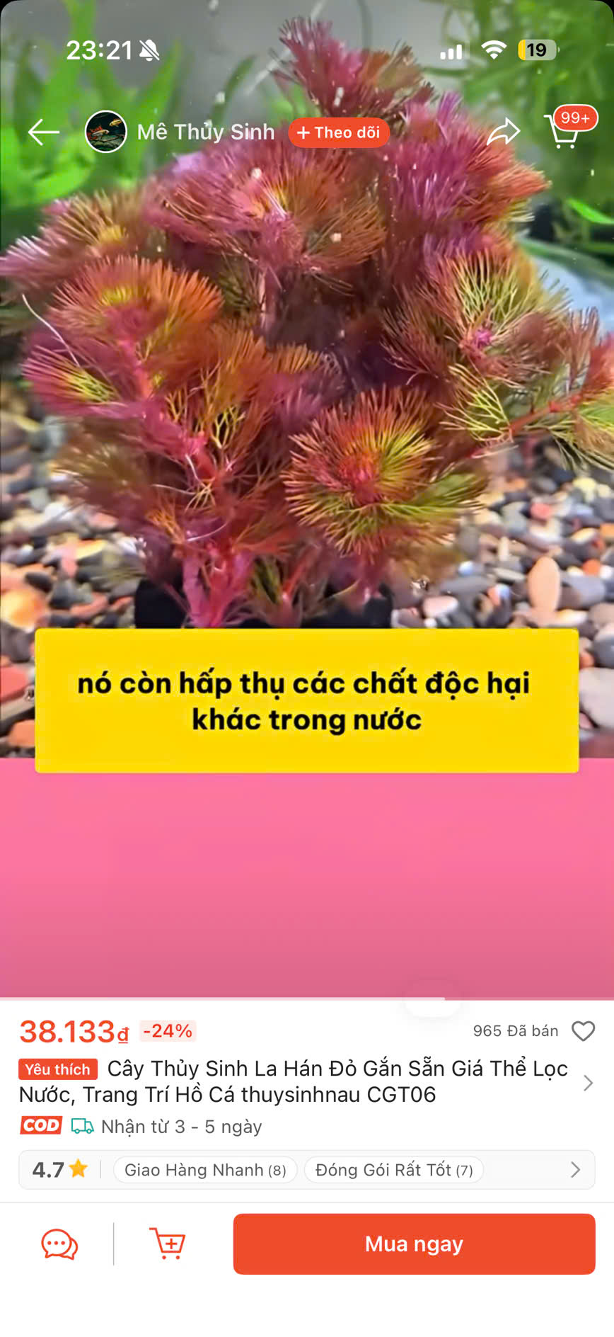 Cây rong la hán đỏ giá thể 7 Cây rong la hán đỏ giá thể - Ảnh 7