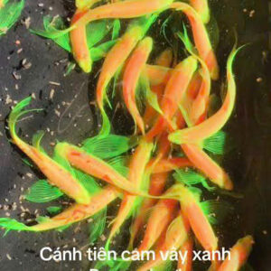 Cá sọc ngựa cánh tiên cam vây xanh 5 soc ngua canh tien cam 1
