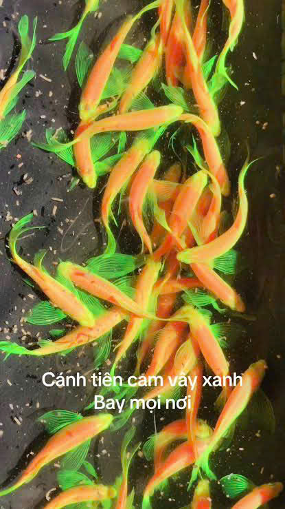 Cá sọc ngựa cánh tiên cam vây xanh 2 Cá sọc ngựa cánh tiên cam vây xanh - Ảnh 2