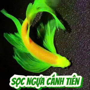 Cá sọc ngựa cánh tiên cam vây xanh 6 soc ngua canh tien cam 2