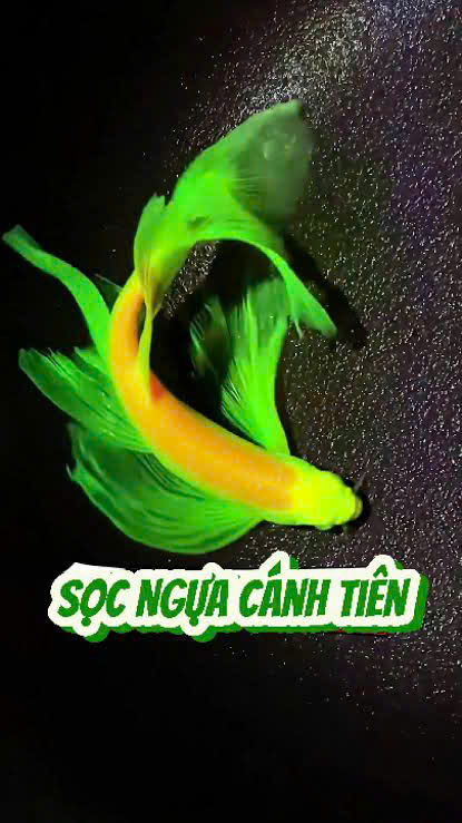 Cá sọc ngựa cánh tiên cam vây xanh 3 Cá sọc ngựa cánh tiên cam vây xanh - Ảnh 3