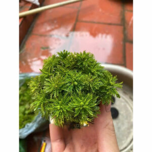 Cây tiểu bảo tháp giá thể 14 tieu bao thap gia the 1