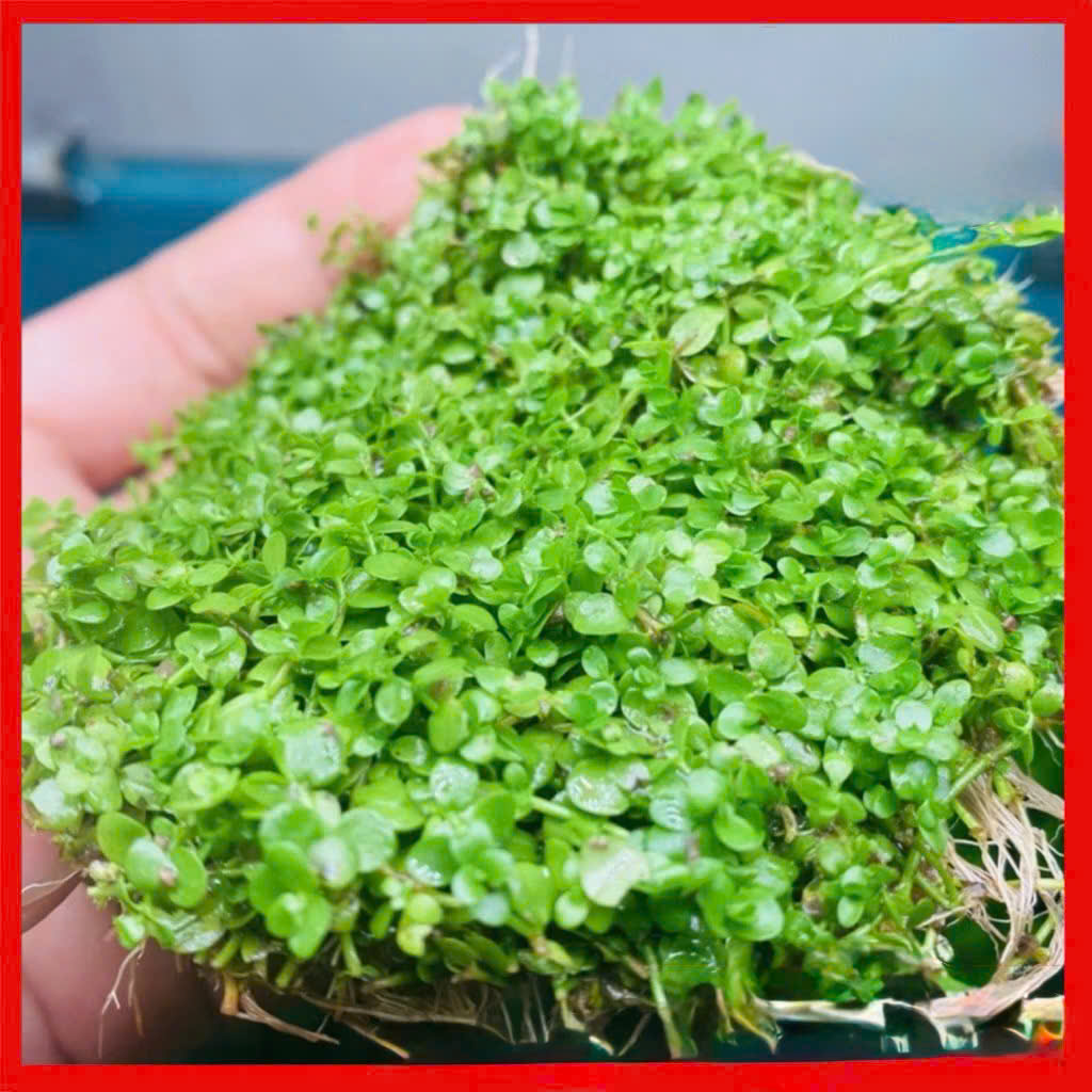 Trân châu ngọc trai 3 Trân châu ngọc trai - Ảnh 3