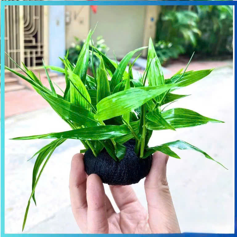 Cây tre nước giá thể 1 Cây tre nước giá thể