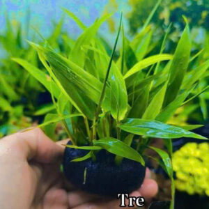 Cây tre nước giá thể 11 tre nuoc gia the