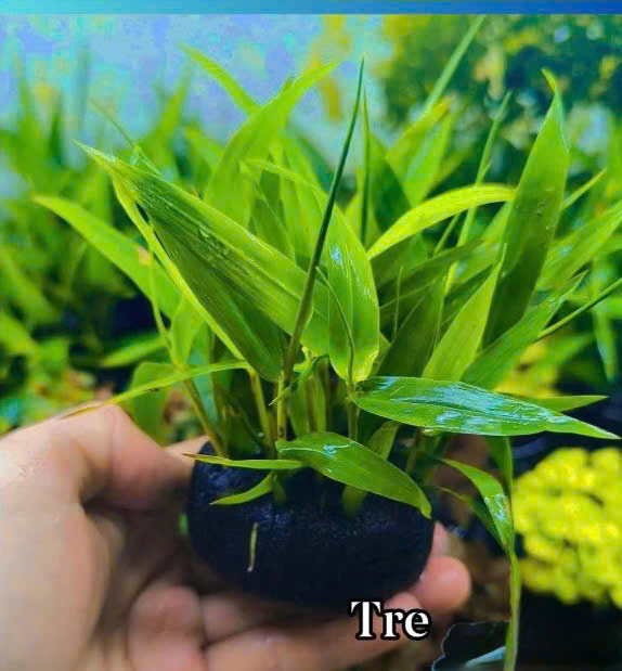 Cây tre nước giá thể 6 Cây tre nước giá thể - Ảnh 6