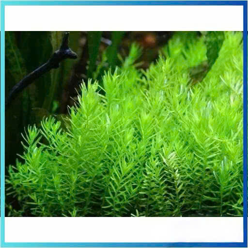 Cây vảy ốc xanh giá thể 7 Cây vảy ốc xanh giá thể - Ảnh 7