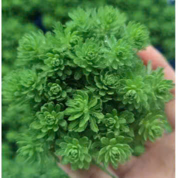 Cây xương cá giá thể 4 Cây xương cá giá thể - Ảnh 4