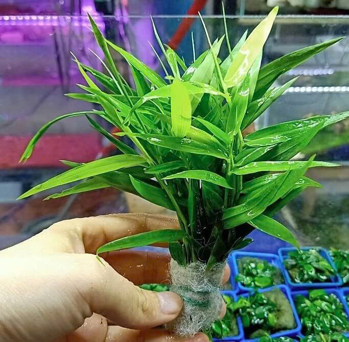 Cây tre nước 1 Cây tre nước