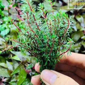 Cây luân thảo đỏ 3 Cây luân thảo đỏ - Ảnh 3