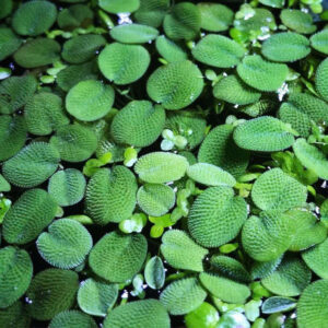 Bèo tai chuột