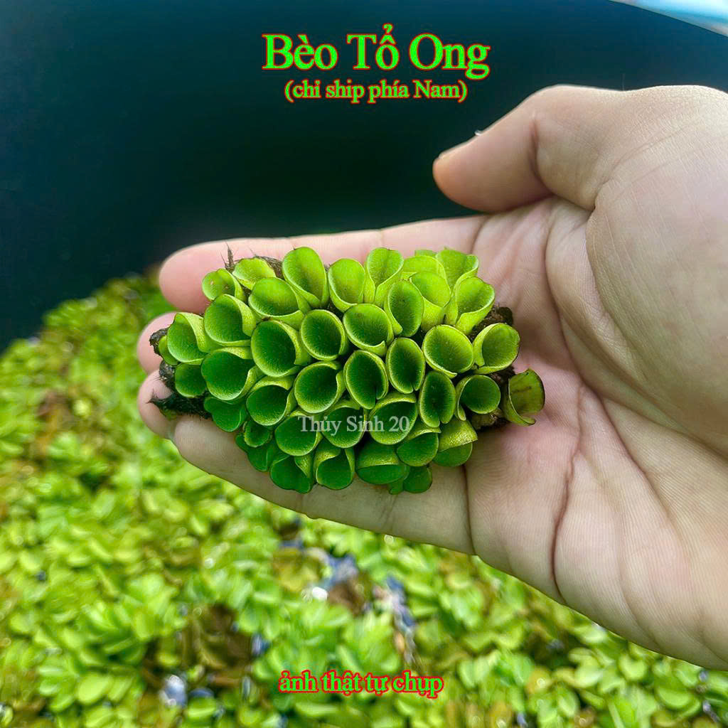 Bèo tổ ong 1 Bèo tổ ong