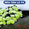 Bèo tía rễ đỏ