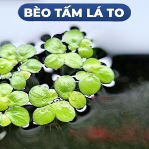 Bèo tía rễ đỏ