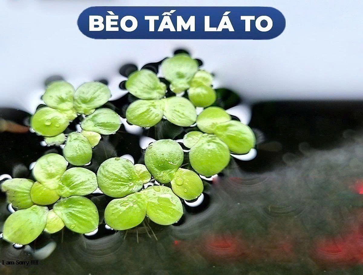 Bèo tía rễ đỏ 1 Bèo tía rễ đỏ