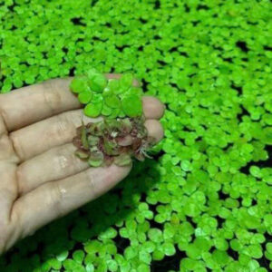 Bèo tía rễ đỏ 9 z6905357224923 30b41495dae5d992eb9937508202d6b7