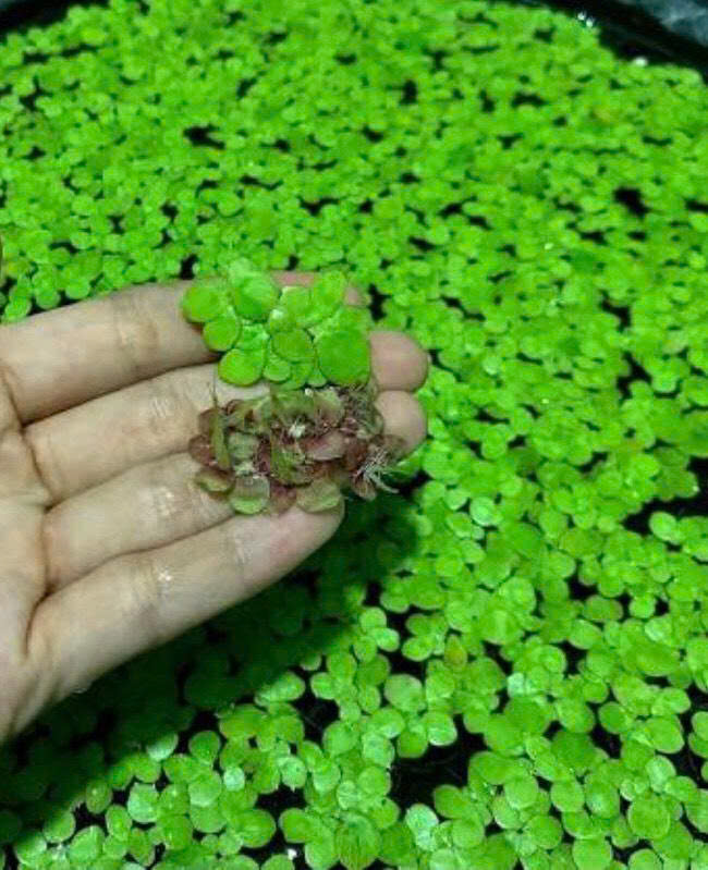 Bèo tía rễ đỏ 4 Bèo tía rễ đỏ - Ảnh 4