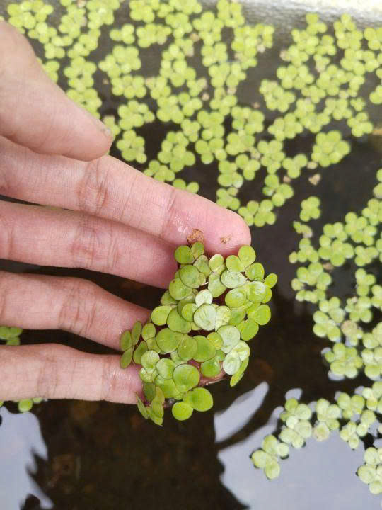 Bèo tía rễ đỏ 6 Bèo tía rễ đỏ - Ảnh 6