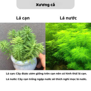 Cây xương cá 7 z7341303468676 8884a376bc879c6fbb96ec3874f3bda1