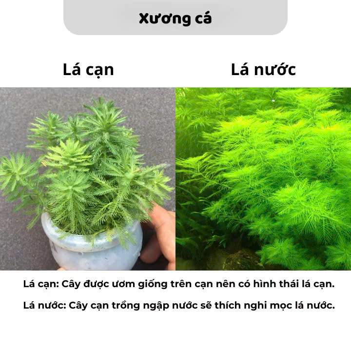 Cây xương cá 4 Cây xương cá - Ảnh 4