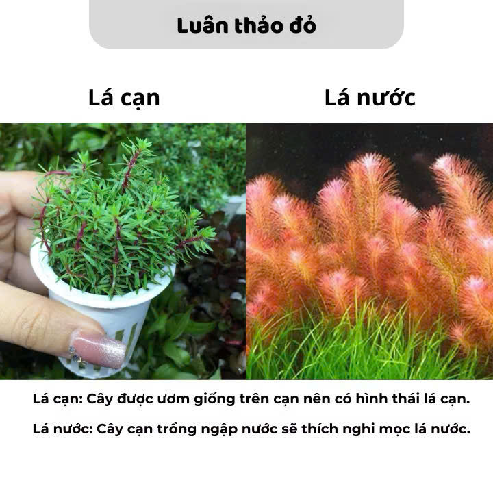 Cây luân thảo đỏ 2 Cây luân thảo đỏ - Ảnh 2