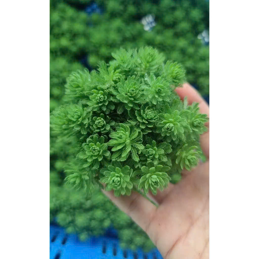 Cây xương cá 2 Cây xương cá - Ảnh 2
